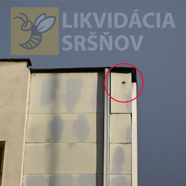 Potrebujete odstrániť sršnie hniezdo, celé kolónie sršňov alebo zlikvidovať iný škodlivý hmyz? Ste na správnom mieste. Likvidáciu sršňov realizujeme v okresoch Banská Bystrica, Zvolen, Žiar nad Hronom, Krupina, Detva, Lučenec, Ružomberok, Martin, Brezno, Banská Štiavnica, Liptovský Mikuláš. Sršnie hniezda po zásahu, likvidujeme celé kolónie ôs ekologickými insekticídmi. Odstránenie osieho hniezda v podkroví domu Liptovský Mikuláš a okolie. Práce Likvidácia sršňov Liptovský Mikuláš, práca pred odstránením hniezda lm
