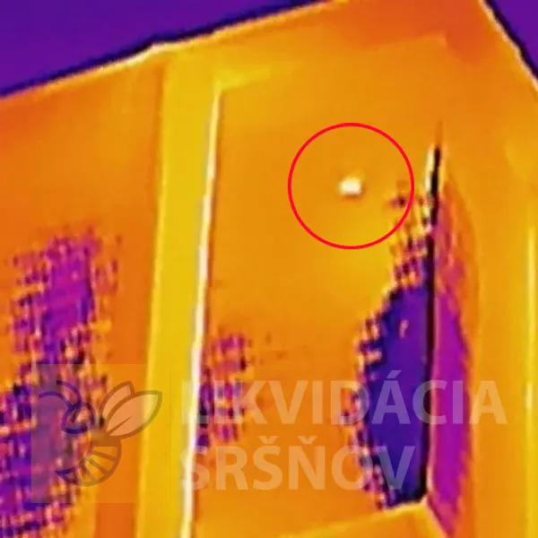 Potrebujete odstrániť sršnie hniezdo, celé kolónie sršňov alebo 
zlikvidovať iný škodlivý hmyz?
Ste na správnom mieste. Likvidáciu sršňov realizujeme v okresoch Banská Bystrica, Zvolen, Žiar nad Hronom, Krupina, Detva, Lučenec, Ružomberok, Martin, Brezno, Banská Štiavnica, Liptovský Mikuláš. Sršnie hniezda po zásahu, likvidujeme celé kolónie ôs ekologickými insekticídmi. Odstránenie osieho hniezda v podkroví domu Liptovský Mikuláš a okolie. Práce Likvidácia sršňov Liptovský Mikuláš, práca pred odstránením hniezda LM